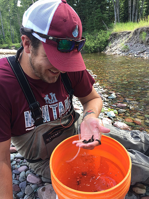 A UM student holds stoneflies taken from a bucket.
